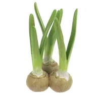 vaasje met 3 bloembollen